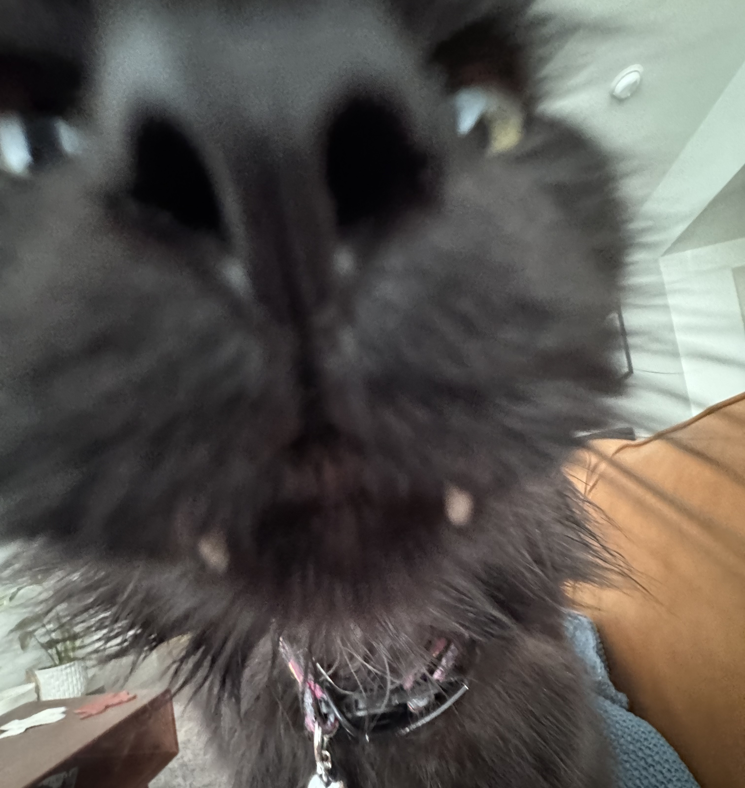 A cat